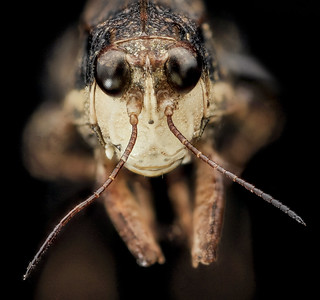 Pygmy Grasshopper, U, Face, Upper Marlboro_2013-08-02-15.25.52 ZS PMax