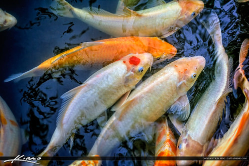 Koi Fish Golden Carp in Pond by Captain Kimo