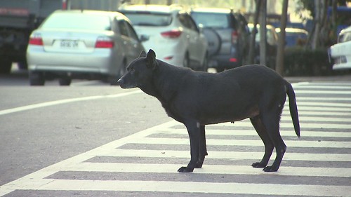 流浪犬在街頭，不曾停止流浪。