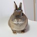 TIROL CHOCO on the bunny. #konatsu #usagi #rabbit #instabunny #bunny #bunnyloversunite #bunniesworldwide #rabbitstagram #bunnynetwork #stuffonmyrabbit #stuffonmybunny #stuffonkonatsu #instabunny #bunstagram #bunnyworld #netherlanddwarf #bunnylove #cutie #