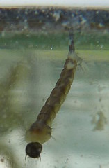 Mosquitofish, P1160188Ev1-mosquito-larvae