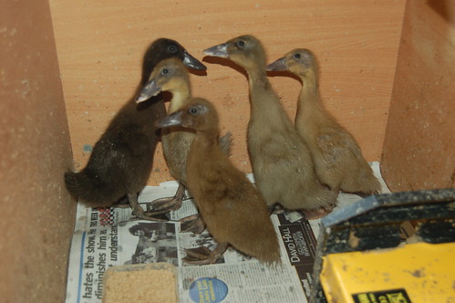 ducklings June 13 2