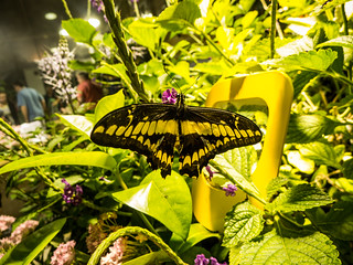 Butterfly Exhibit at Natural Exhibit