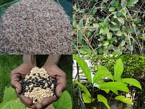 Validated Medicinal Rice Formulations for Diabetes (Madhumeh) and Cancer Complications and Revitalization of Pancreas (TH Group-138) from Pankaj Oudhia’s Medicinal Plant Database by Pankaj Oudhia