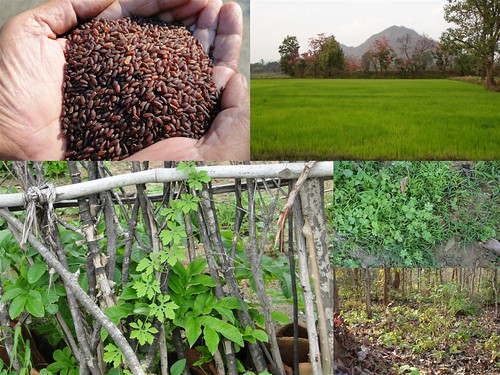 Validated and Potential Medicinal Rice Formulations for Diabetes (Type 2) and Cancer Complications and Revitalization of Kidney (TH Group-182) from Pankaj Oudhia’s Medicinal Plant Database by Pankaj Oudhia