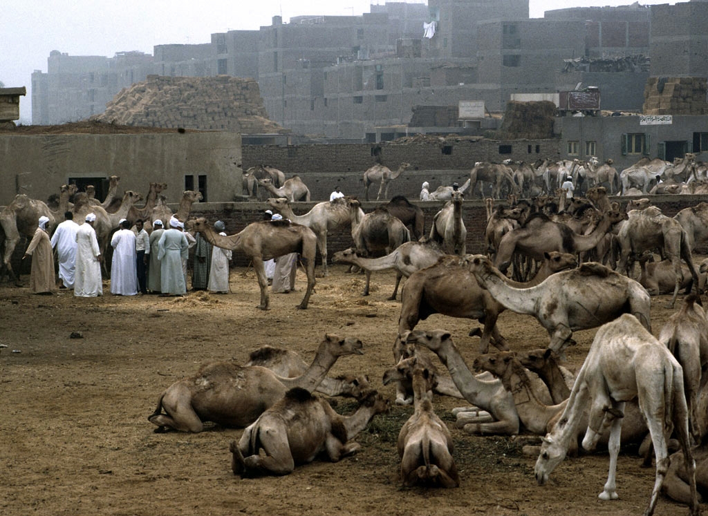 19. Mercado de camellos. Autor, National Geographic