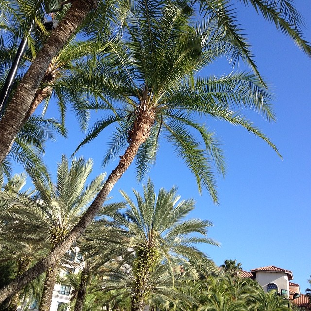 We're here!! #florida #sunshine #palmtrees #nofilter
