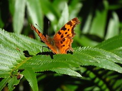 Butterfly, Farfalle, mariposa, Lepidoptera