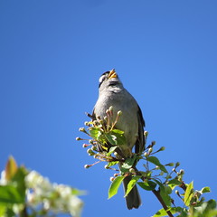 Emberizidae (American Sparrow family)