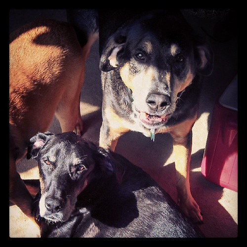 Tut & Lola sharing the morning sun spot #dogstagram #dobermanmix #coonhoundmix #sun