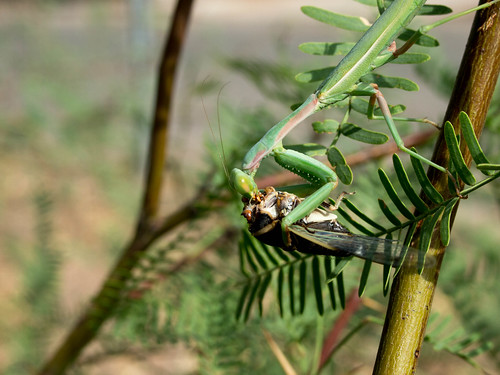 Praying Mantis Eating by B.J. Halsey