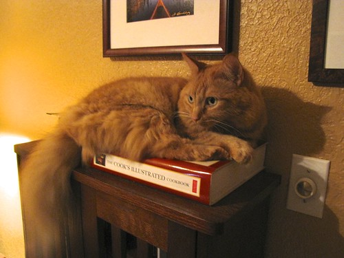 Henry thinks this new cookbook makes an excellent cat bed. Thanks Charles Sands! Of course, Lulu likes the box it came in.