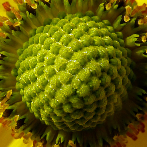 Fibonacci flower by pho-Tony