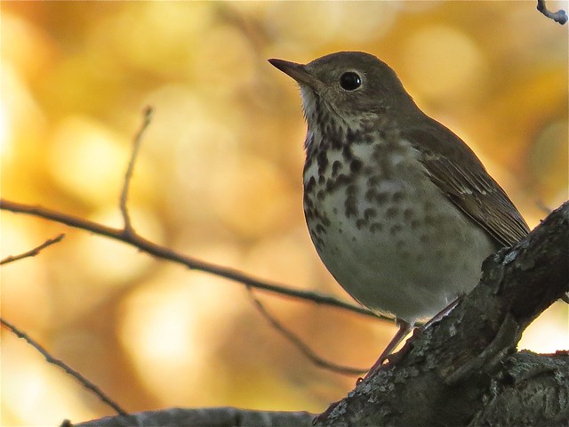 Hermit Thrush at Evergreen Lake in McLean County, IL
