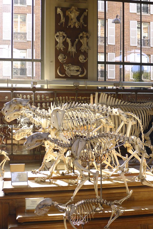The gallery of Palaeontology and Comparative Anatomy at the National Museum of Natural History, Paris