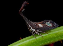 Hemiptera (Philippines)
