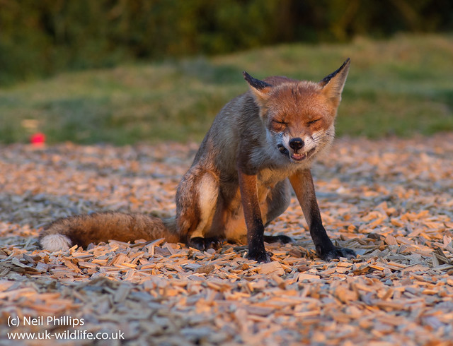 red fox_-9
