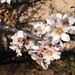 In the neighborhood: Apricot Blossoms - 8