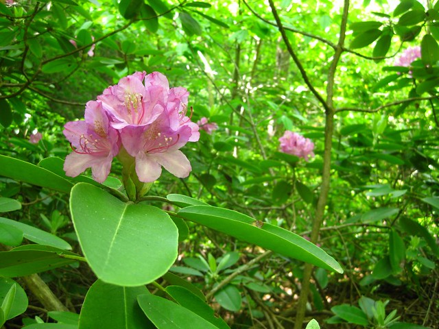 Carolina rhododendron