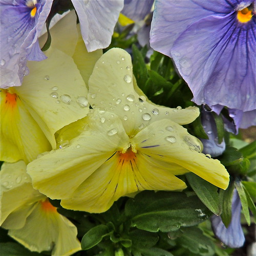 Raindrops On Pansies........ by Irene_A_