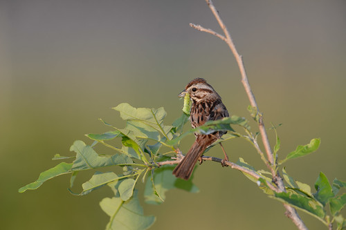 Song Sparrow with Worm-45360.jpg
