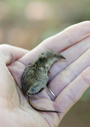 Masked Shrew, in-hand