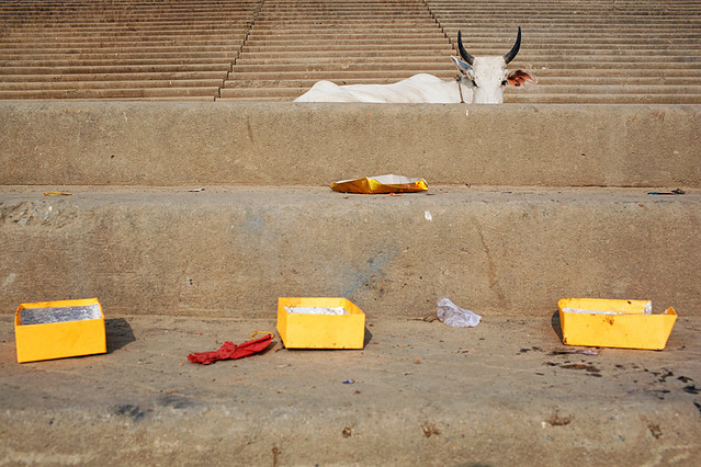 Cow - Varanasi, India - Animals in Streets