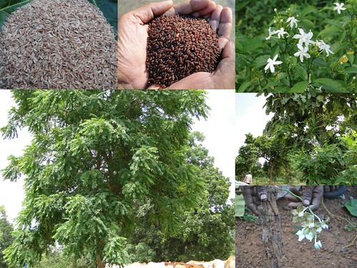 Traditionally Validated Medicinal Rice Formulations for Diabetes and Cancer Complications and Revitalization of Pancreas (TH Group-141 special) from Pankaj Oudhia’s Medicinal Plant Database by Pankaj Oudhia