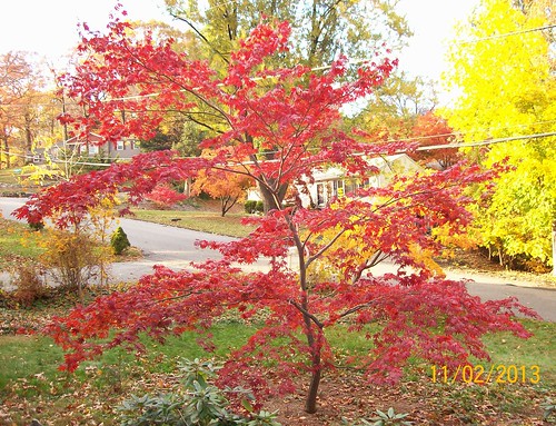 red japanese maple