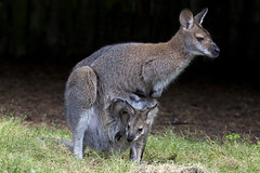 Iconic Aussie Wildlife