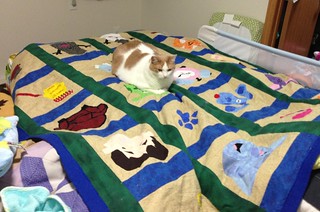 Cosmo enjoying Blue's Clues quilt