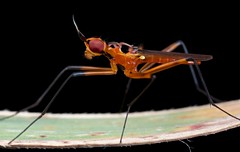 Diptera (Philippines)