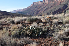 Utah cacti