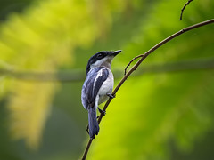 Cuckoo-shrike : Flycatcher-shrike - 03