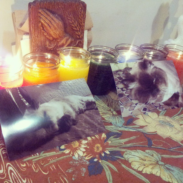 Bear's chakra candles. Rest in power little guy.