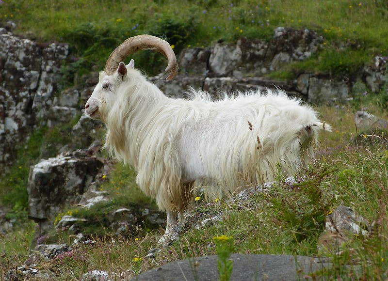 P1050694 - Wild Goat, Isle of Mull