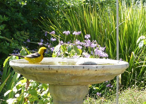 Hooded Oriole at the bird bath by Mike's Birds