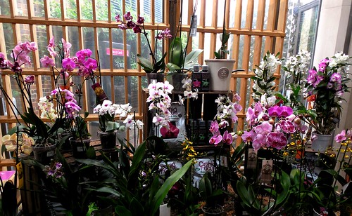Orchids for sale