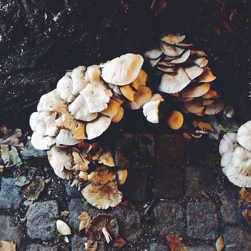 urban mushrooms