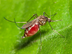 Mosquitoes (Culicidae)