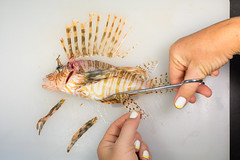 Slay. Pay. Eat. Repeat. Lionfish Campaign