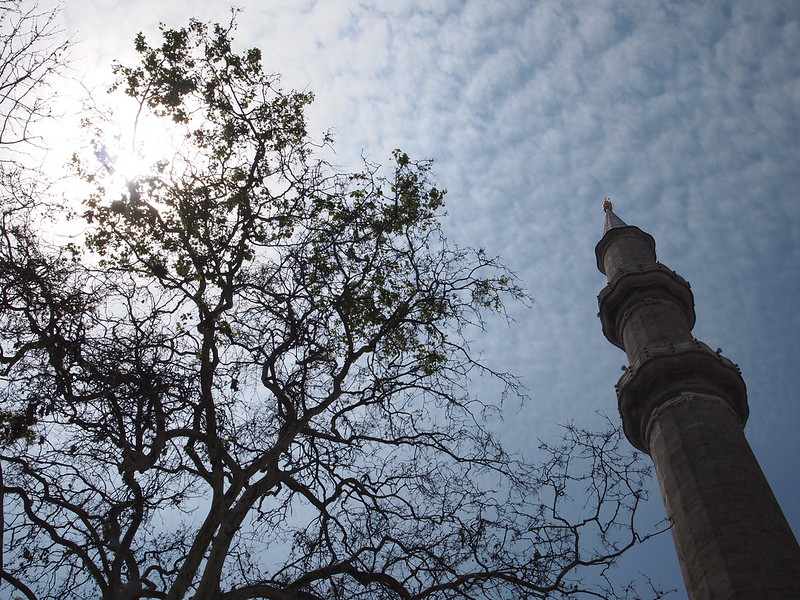minaret-tree