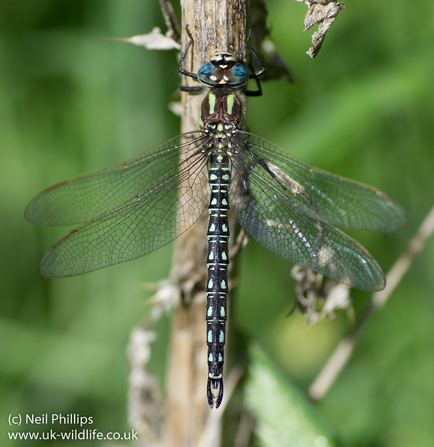 Hairy dragonfly Brachytron pratense-3