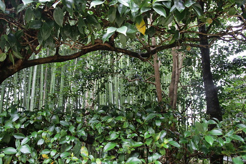 Bamboos and trees