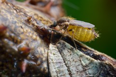 Diptera (Indonesia)