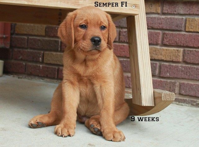 semper 9 weeks