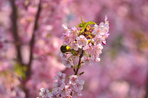 桜とメジロ by leicadaisuki