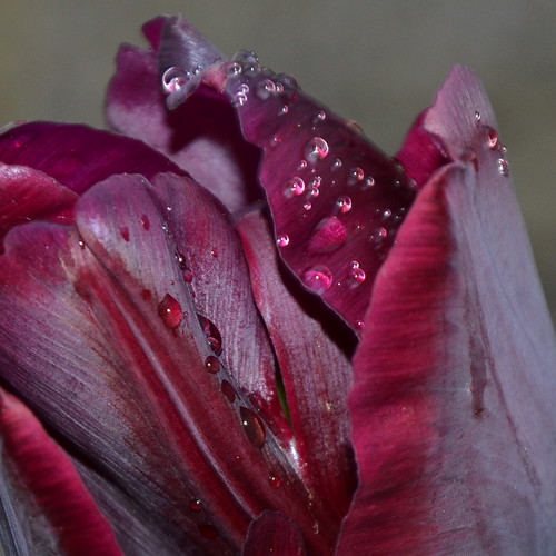 Tulip by Ginas Pics