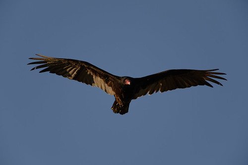 Turkey Vulture-40765.jpg