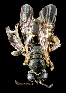 Perdita octomaculata, F, back, Maryland, Anne Arundel Co_2013-04-10-13.59.51 ZS PMax